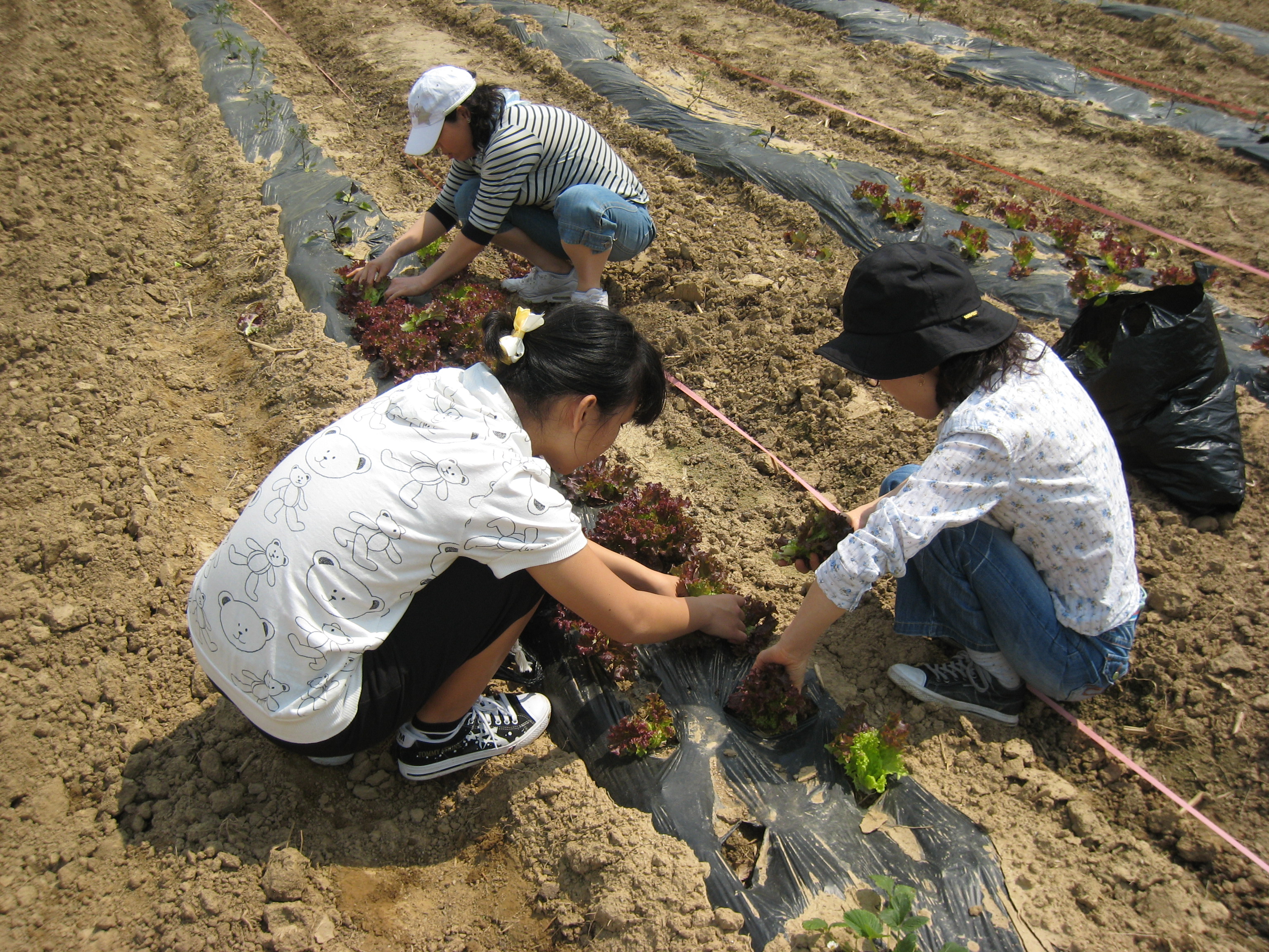 주말농장 썸네일