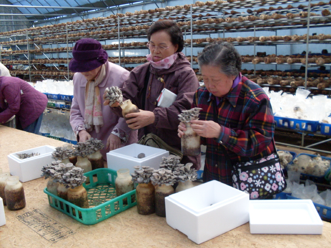 단기보호 강화도 풍물여행 썸네일