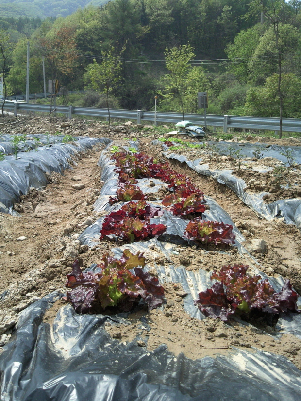 2010 주말농장 썸네일