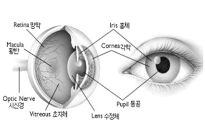 가장 바깥층은 각막, 동공의 크기를 조절하는 홍채, 중앙에 원형의 동공, 시세포가 있는 망막, 시세포가 발달한 황반, 80만의 신경섬유의 시신경, 안구의 내용은 초자체 수정체로 되어있음